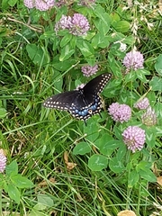 Papilio polyxenes
