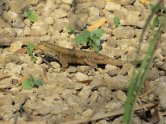 Sceloporus anahuacus