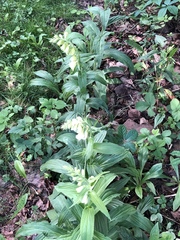 Digitalis grandiflora