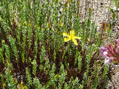 Hypericum olympicum