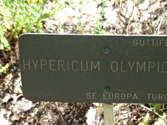Hypericum olympicum