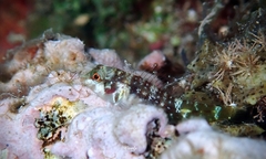 Enneapterygius similis