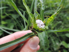 Rhopalomyia ptarmicae