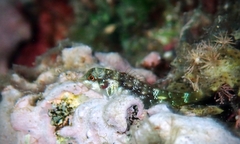 Enneapterygius similis