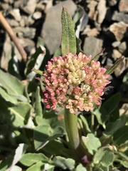 Eriogonum compositum