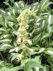 Digitalis grandiflora