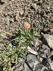 Eriogonum compositum