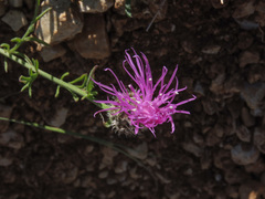 Centaurea ambigua