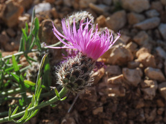 Centaurea ambigua