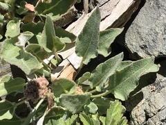 Eriogonum compositum