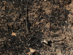 Aspidoscelis sonorae