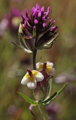 Castilleja densiflora gracilis