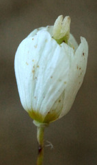 Hesperomecon linearis