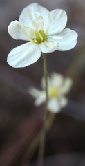 Hesperomecon linearis