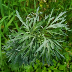Artemisia absinthium