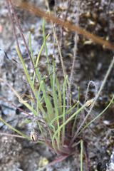 Hesperomecon linearis