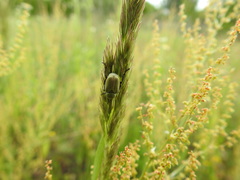 Hoplia parvula