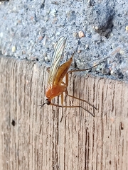 Empis stercorea