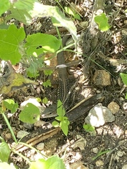 Aspidoscelis angusticeps