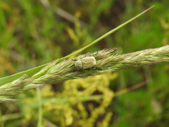 Hoplia parvula
