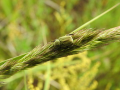 Hoplia parvula