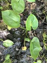 Calla palustris