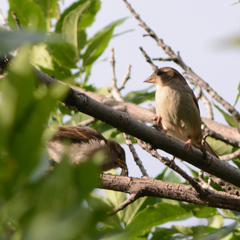 Passer domesticus
