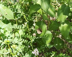 Megisto cymela cymela