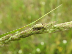 Hoplia parvula
