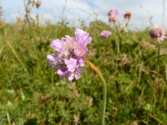 Armeria maritima maritima