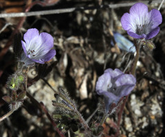 Phacelia douglasii