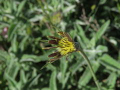 Tragopogon crocifolius