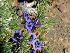 Aptosimum spinescens