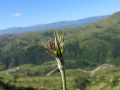Tragopogon crocifolius