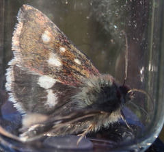 Schinia pulchripennis