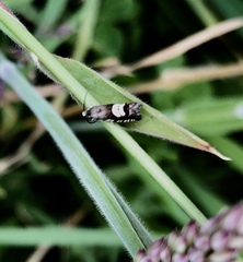Grapholita compositella