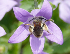 Andrena paucisquama