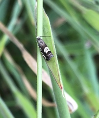 Grapholita compositella