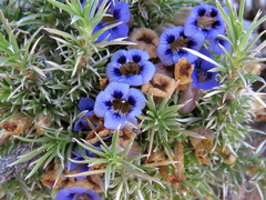 Aptosimum spinescens