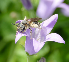 Andrena paucisquama