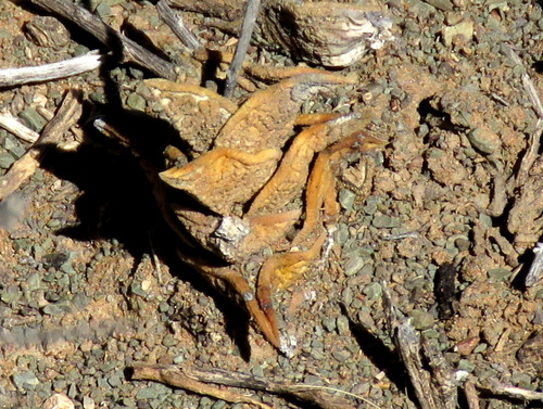 Haworthiopsis nigra (Haw.) G.D.Rowley 2
