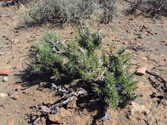 Aptosimum spinescens