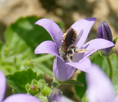 Andrena paucisquama
