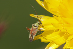 Calocoris roseomaculatus roseomaculatus