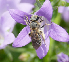 Andrena paucisquama