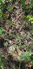 Antennaria rosea rosea