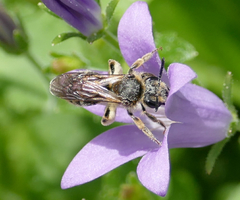 Andrena paucisquama