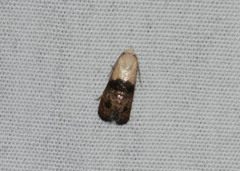 Eugnosta erigeronana