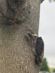 Coleoptera