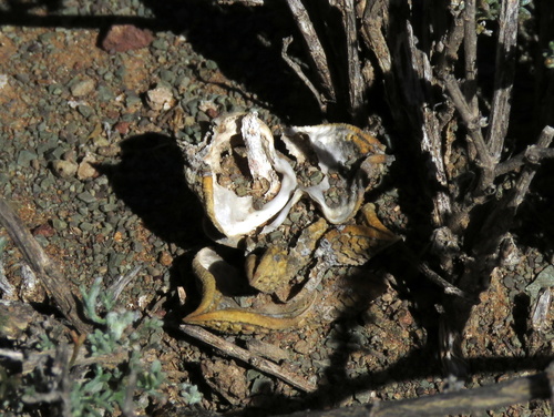 Haworthiopsis nigra (Haw.) G.D.Rowley 3